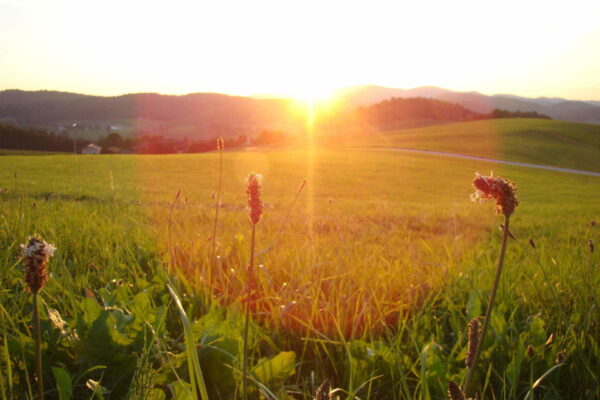 Fasten und entgiften im im ruhigen Biohotel - Natur und Ökohaus